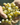 Assyrtiko