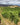 Sauvingon Grapes Vineyard