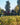 Colemere Vineyard