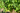 Sauvignon-Grapes_Vine