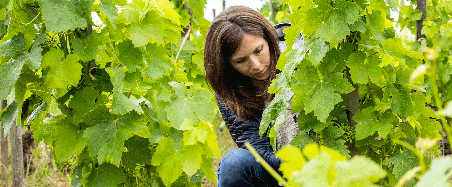 How to find the best Crozes-Hermitage | Tanners Blog