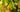 Viognier in Focus