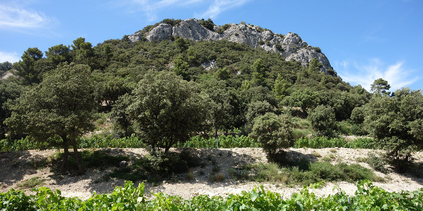Buy Domaine du Cayron Online | Tanners Wines Ltd