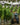 New World Wines
