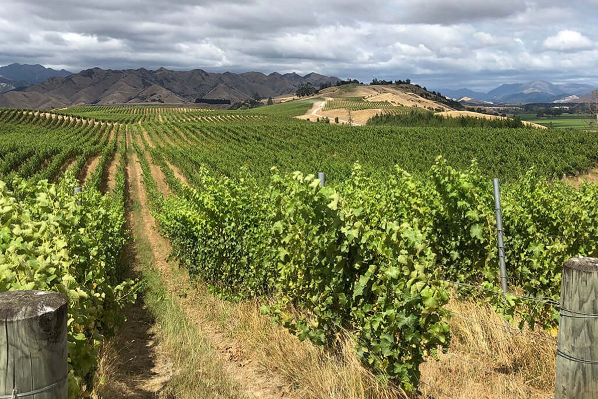 Sauvignon Blanc Tanners Wines Ltd