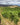 Sauvignon Blanc