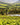 Viognier