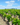 Muscadet