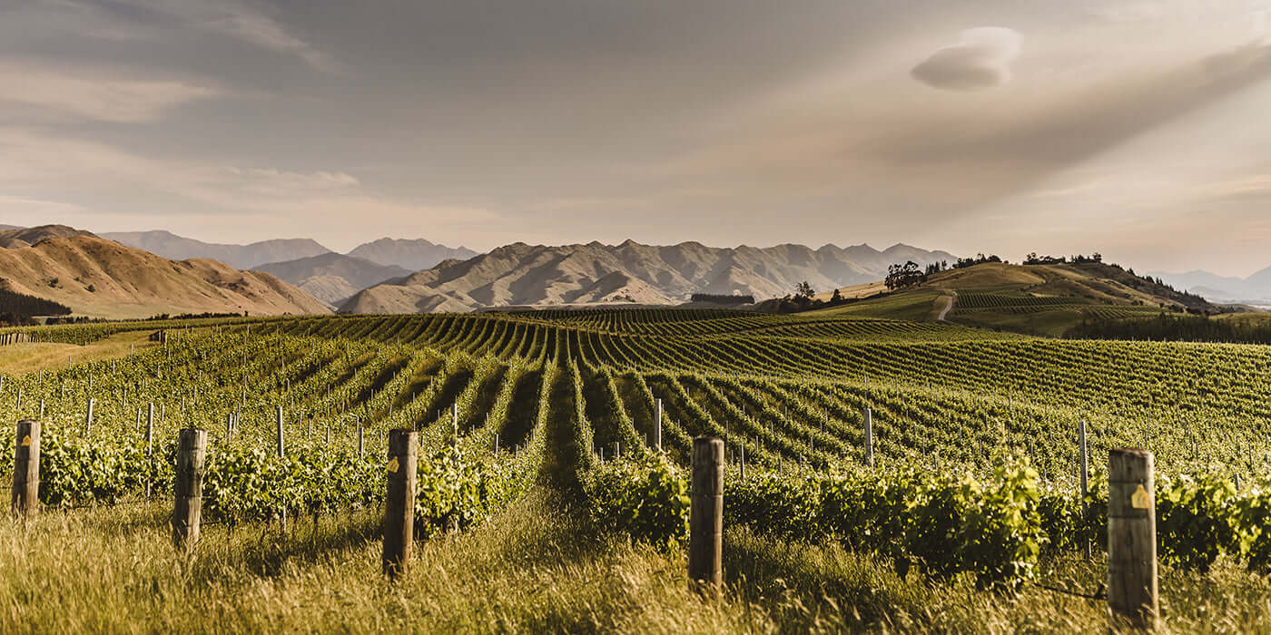 The beginner’s guide to organic wine Organic wine near me