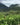 Samartzis Estate Wines