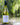 White Wines.