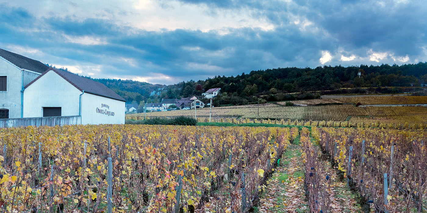 Buy Domaine Odoul Coquard Online | Tanners Wines Ltd