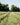 Rowton Vineyard - vineyard shot