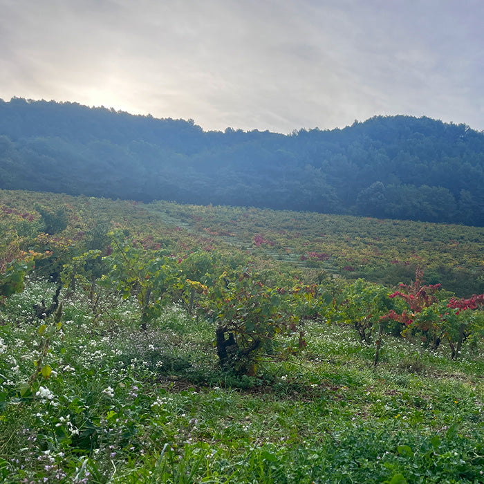 Vineyard with rows of grapevines and a mountainous background