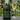 A bottle of Tanners Cava Brut alongside a filled champagne flute on an outdoor patio table with green foliage in the background.