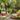 A bottle of Pulling's Herefordshire Cider and a filled wine glass on a wooden table, with cheese, bread, and fruit on a cutting board in front of a blurred garden background.