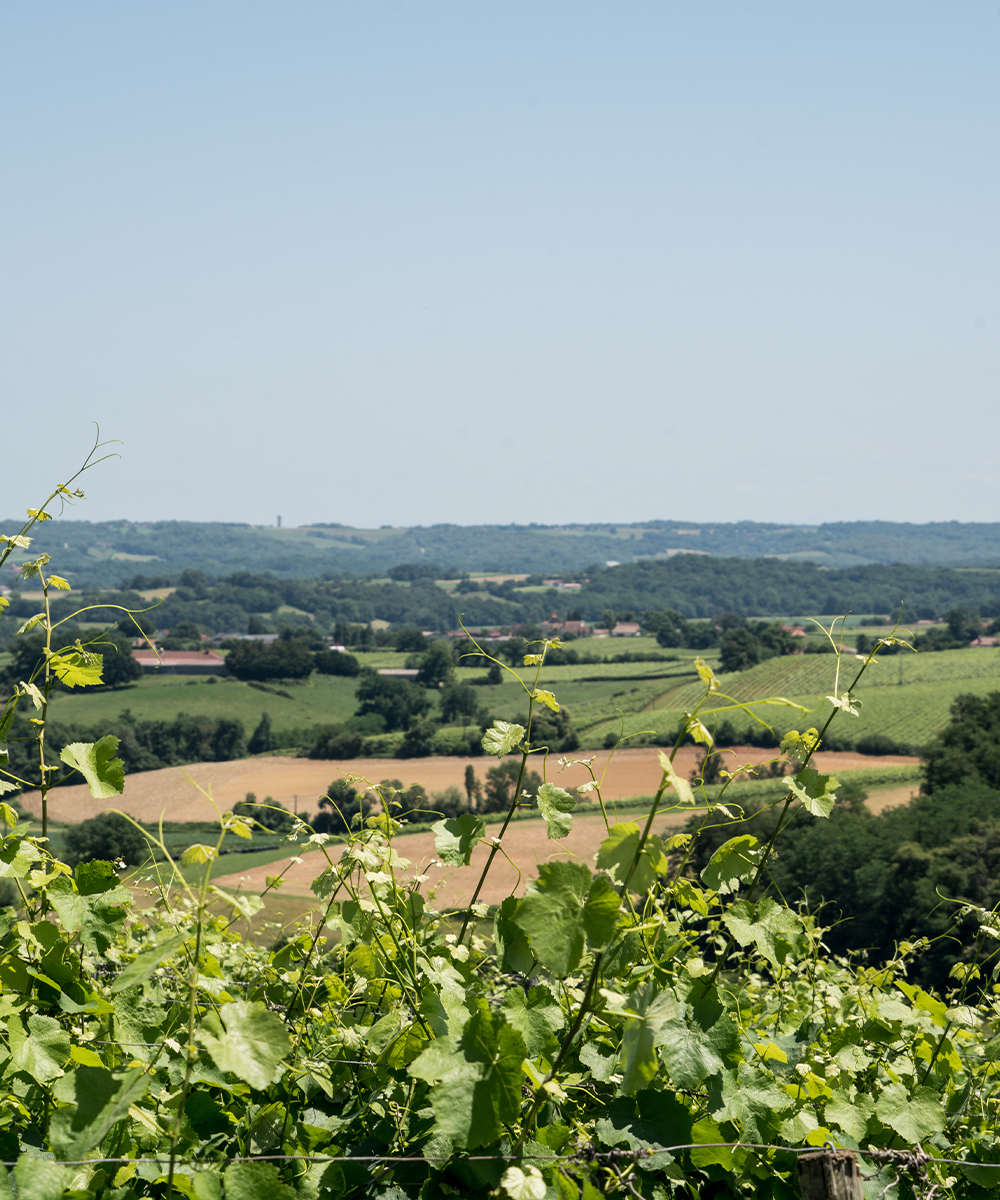 Vineyard South of Franc