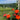 Vineyard with red roses in the foreground and rolling hills in the background